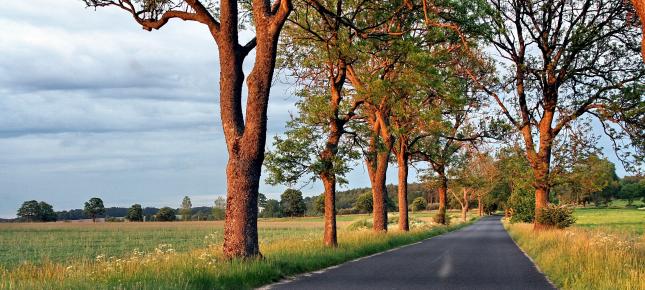 Alleestrasse Bild auf Leinwand