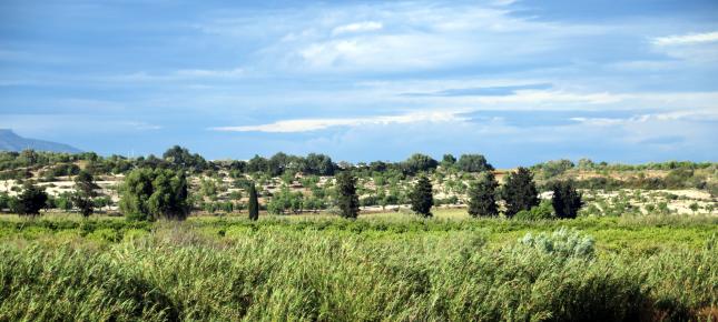 Baeume Horizont Bild auf Leinwand