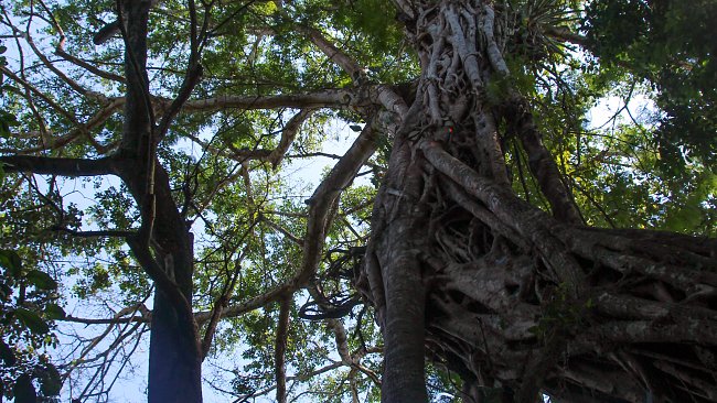 Baum Mittelamerika Baum Mittelamerika