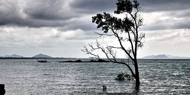 Baum im Meer