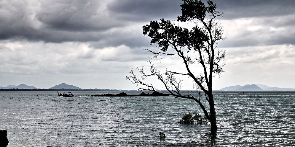 Baum im Meer Leinwand