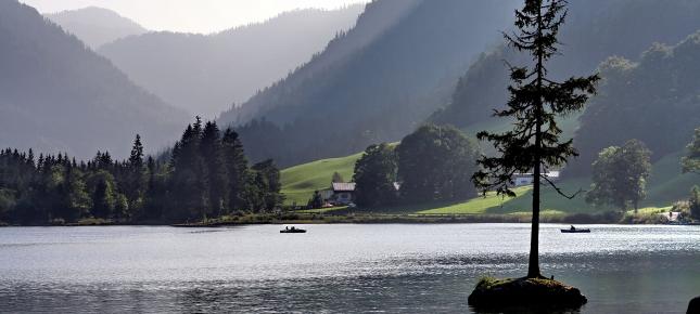 Baum im See Bild auf Leinwand