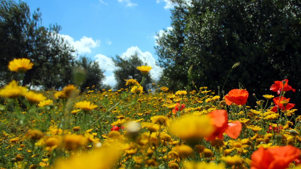 Blumen Blumenwiese Leinwand