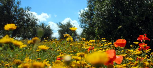 Blumen Blumenwiese Bild auf Leinwand