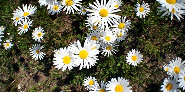Blumen Blumen