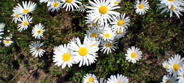 Blumen Bild auf Leinwand