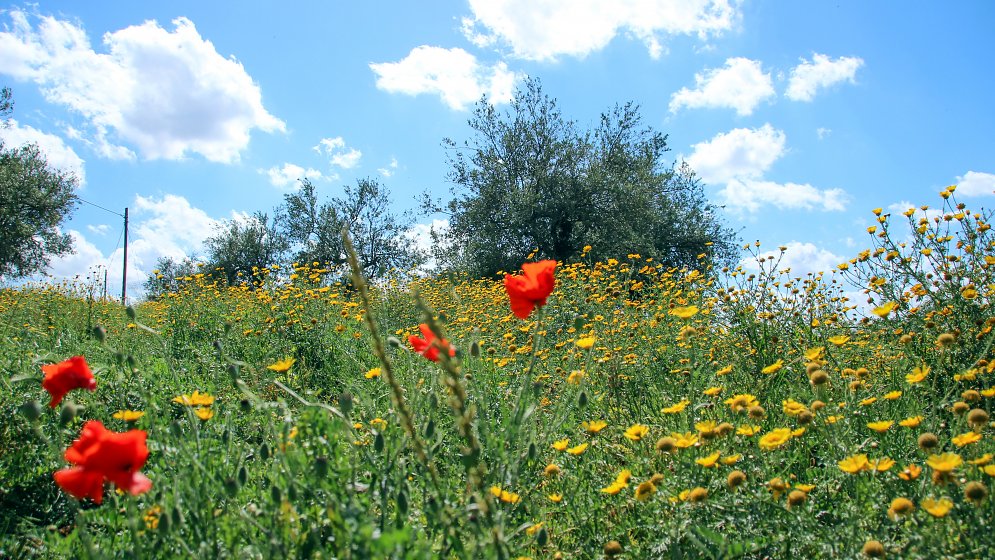 Blumenwiese Sizilien Leinwand