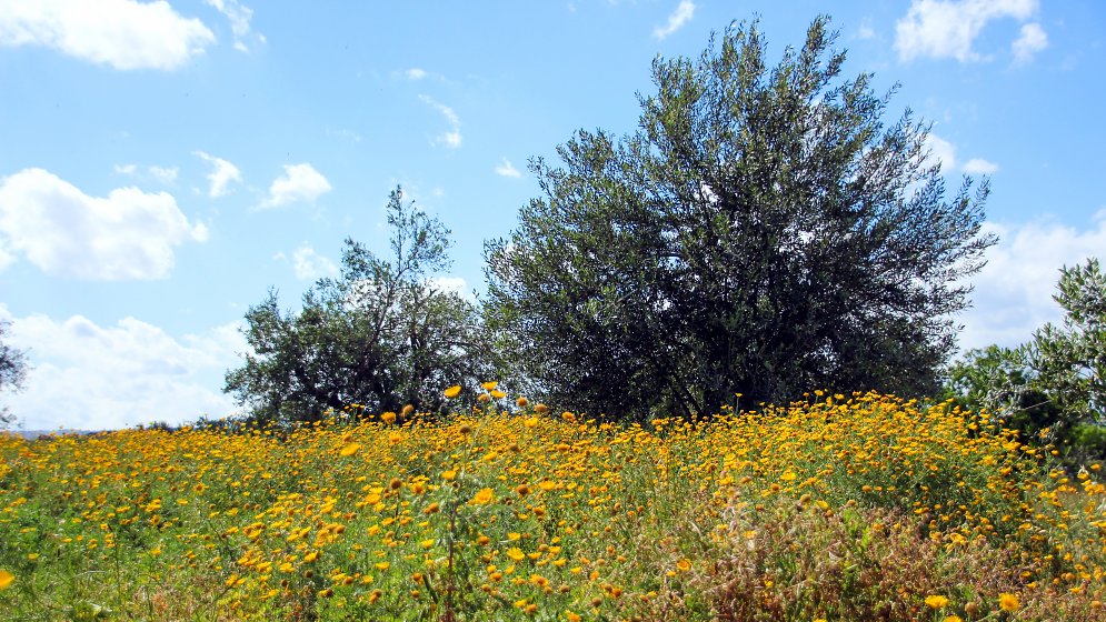 Buesche Blumenwiese Leinwand