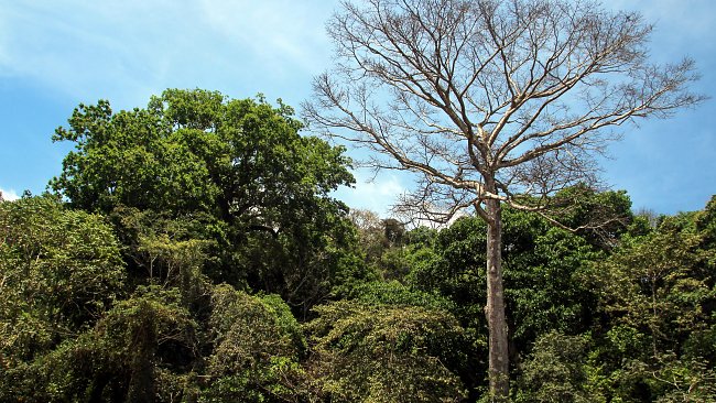 Costa Rica Baeume