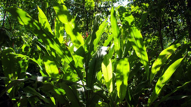 Costa Rica Natur Costa Rica Natur