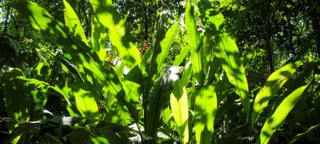 Costa Rica Natur Bild auf Leinwand