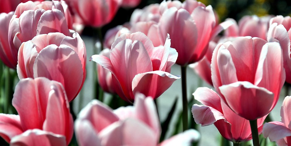 Duftende Blumen Leinwand