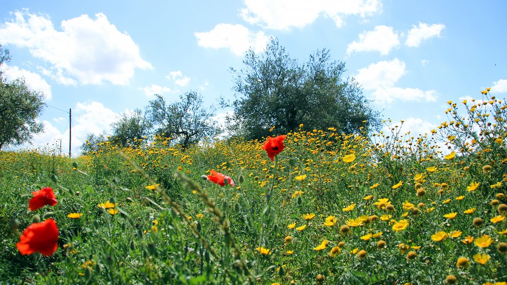 Entspannung Natur Leinwand