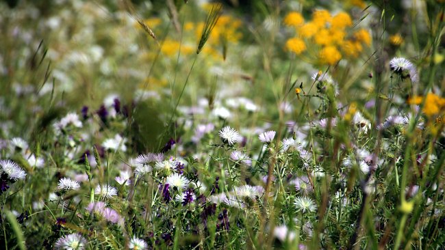 Fruehling Freude