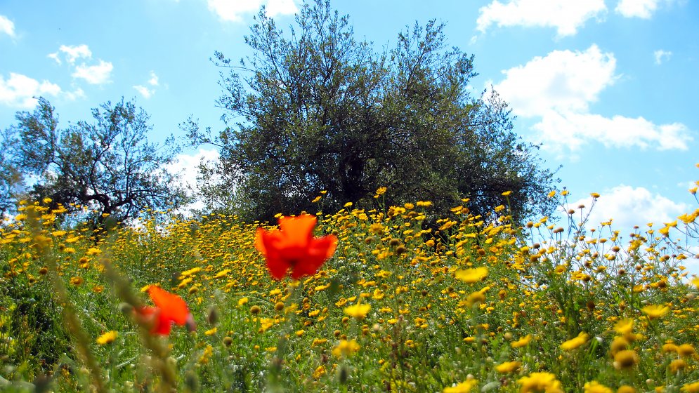 Fruehling Mediterrane Leinwand