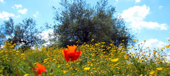 Fruehling Mediterrane Bild auf Leinwand