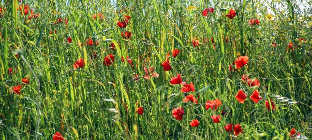 Fruehling Wiese Bild auf Leinwand