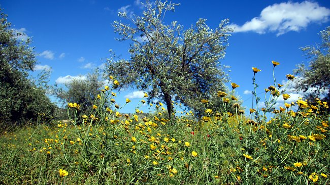 Gras Blauer Himmel Gras Blauer Himmel