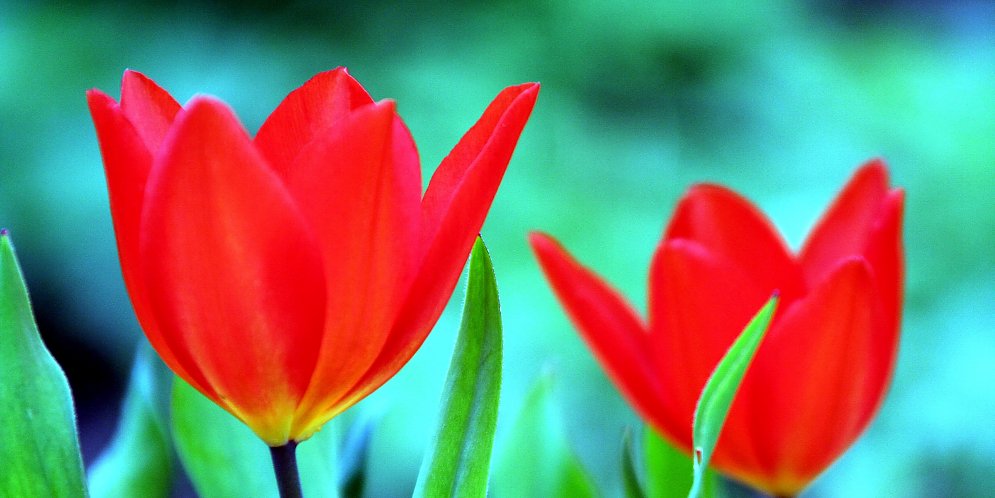 Knallrote Tulpen Leinwand