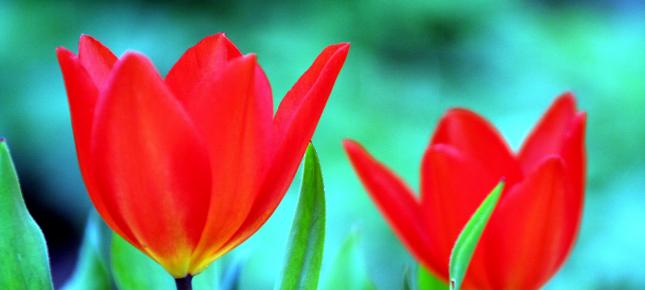 Knallrote Tulpen Bild auf Leinwand