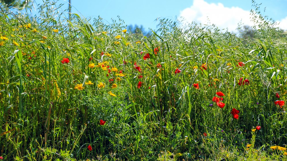 Mediterrane Natur Leinwand