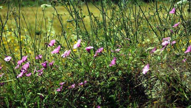 Natur Sizilien Natur Sizilien