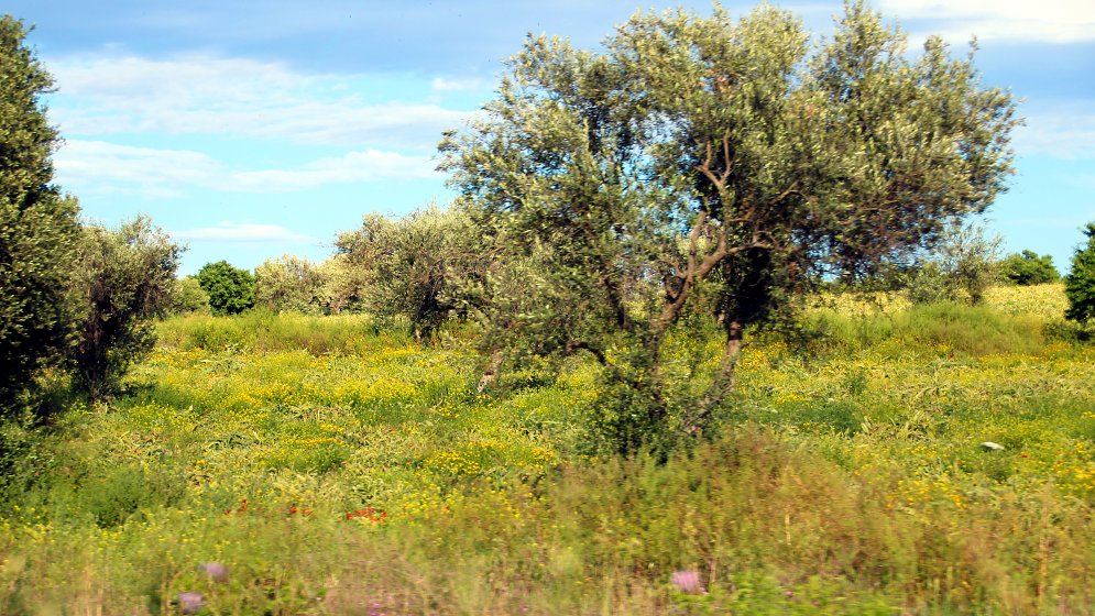 Natur Sommer Leinwand