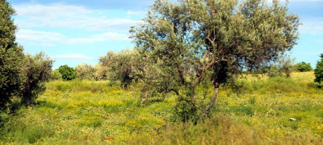 Natur Sommer Bild auf Leinwand