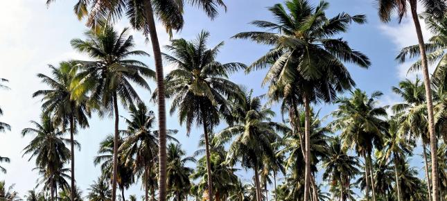 Palmen Paradies Bild auf Leinwand
