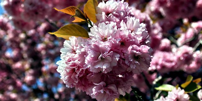 Rosa Bluete Rosa Bluete