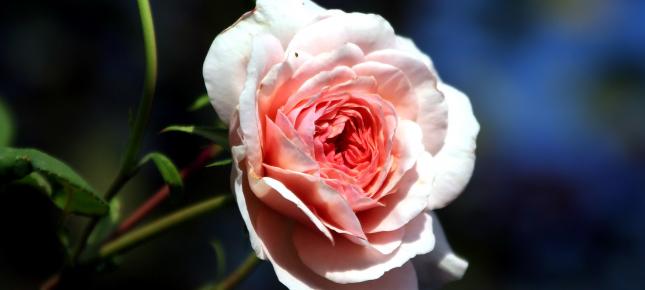 Rose Bild auf Leinwand