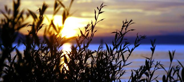 Schilf im Sonnenuntergang Bild auf Leinwand