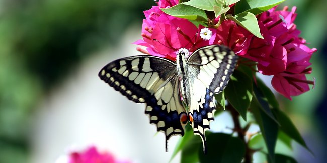 Schmetterling Schmetterling