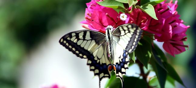 Schmetterling Bild auf Leinwand