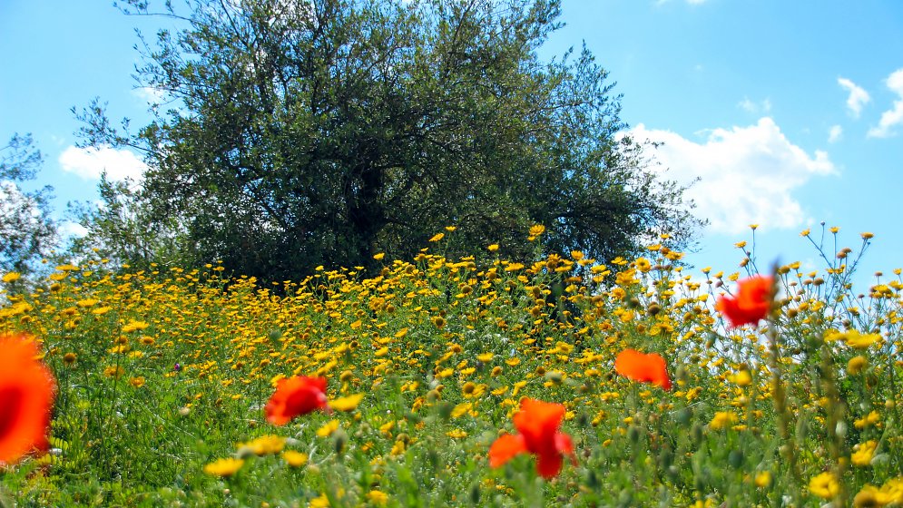 Sizilien Blumenwiese Leinwand