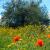 Sizilien-Blumenwiese