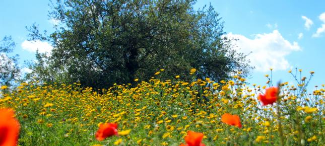 Sizilien Blumenwiese Bild auf Leinwand
