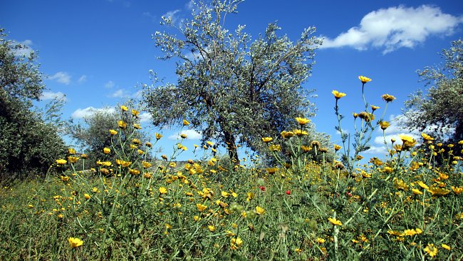 Sizilien Gras