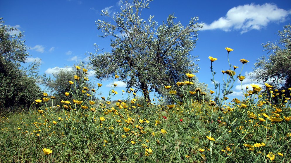 Sizilien Gras Leinwand