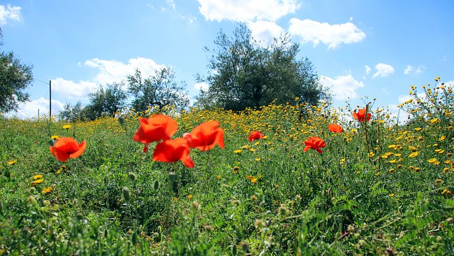 Sizilien Mohn