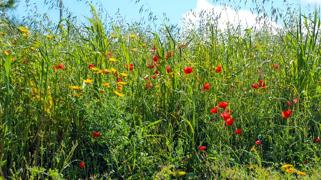 Sommer Freude Sommer Freude