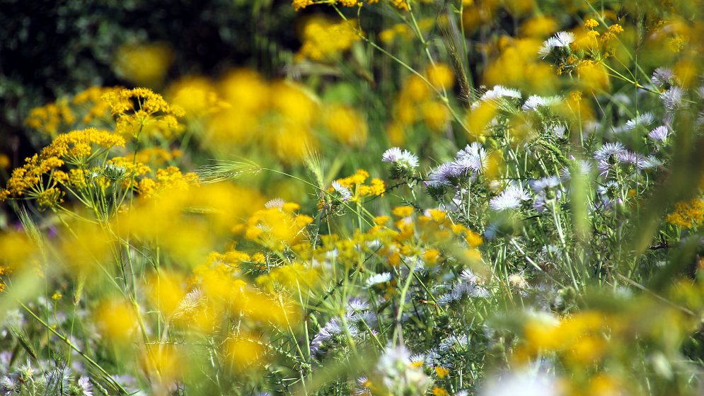 Sommer Fruehling Leinwand