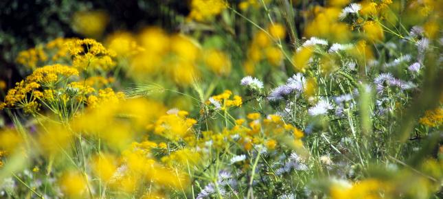 Sommer Fruehling Bild auf Leinwand