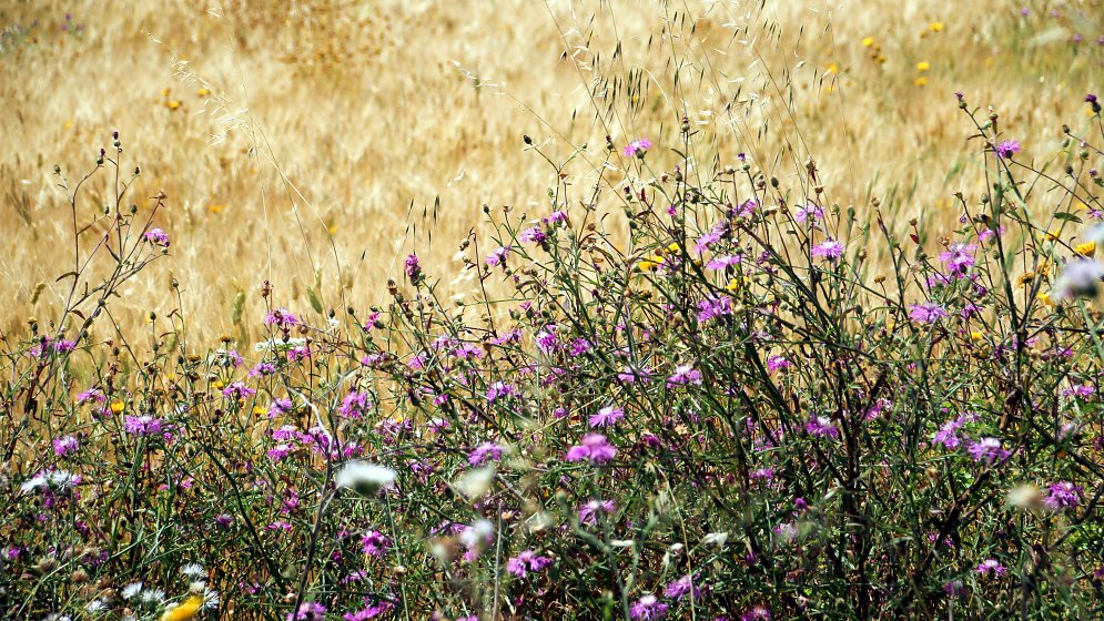 Sommer Ruhe Leinwand