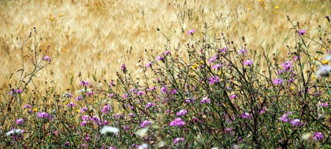 Sommer Ruhe Bild auf Leinwand