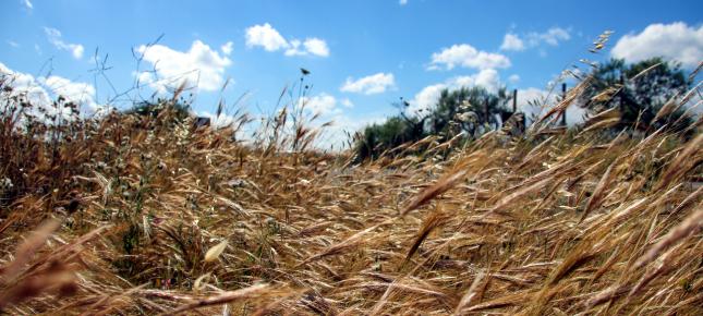 Sommer Sizilien Bild auf Leinwand