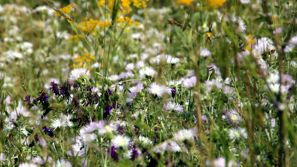 Sommer Wiese Leinwand