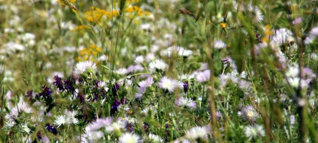 Sommer Wiese Bild auf Leinwand