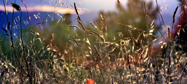 Sommerstimmung Bild auf Leinwand