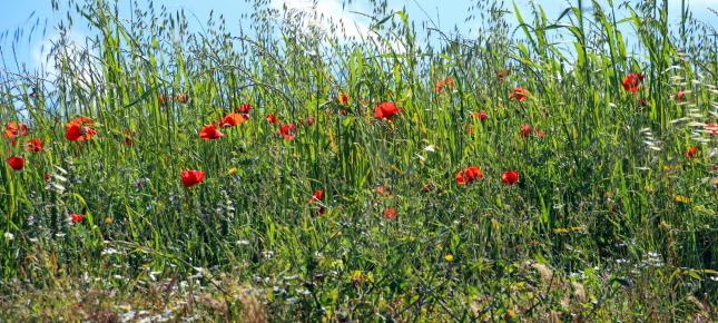 Sommerwiese Blueten Bild auf Leinwand